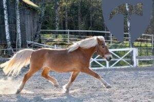 Reitplatz bauen – Kosten, Preise & wichtige Tipps 2024