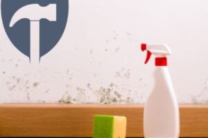 Schimmelentfernung – Diese Kosten kommen auf dich zu